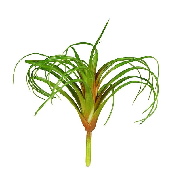 ReptiZoo ReptiZoo Tillandsia Plant (sizes)