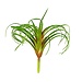 ReptiZoo ReptiZoo Tillandsia Plant (sizes)