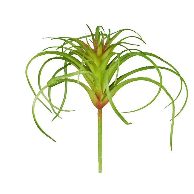 ReptiZoo ReptiZoo Tillandsia Plant (sizes)