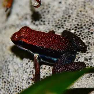 Dart Frog Allobates zaparo Dart Frog