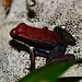 Allobates zaparo Dart Frog