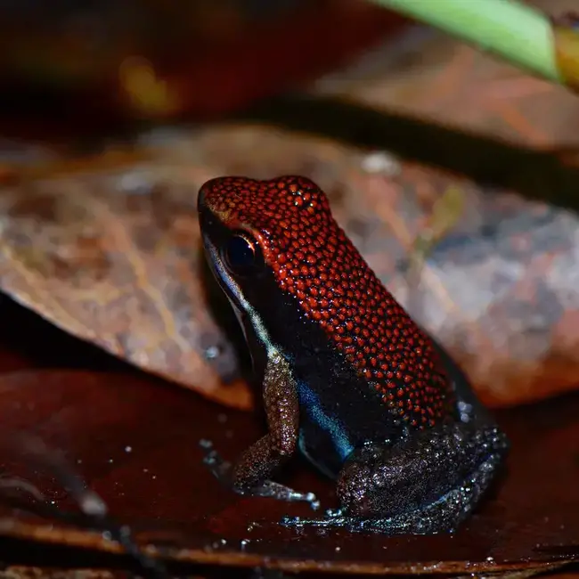 Dart Frog Allobates zaparo Dart Frog