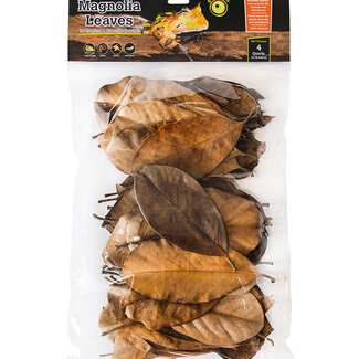 Galapagos Magnolia Leaves, 4qt