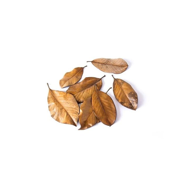 Galapagos Magnolia Leaves, 4qt