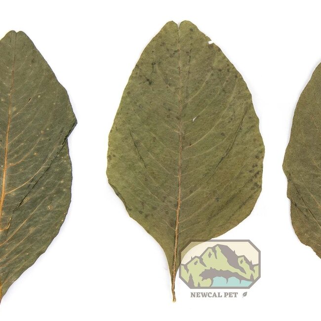 NewCal NewCal Amaranth Leaves 20 Pack