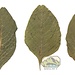 NewCal NewCal Amaranth Leaves 20 Pack