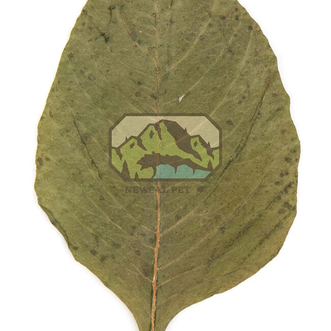 NewCal NewCal Amaranth Leaves 20 Pack