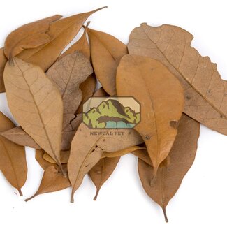 NewCal NewCal Live Oak  4 Quarts (3.78 L)