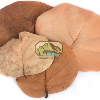 NewCal NewCal Sea Grape Leaves 10 Pack