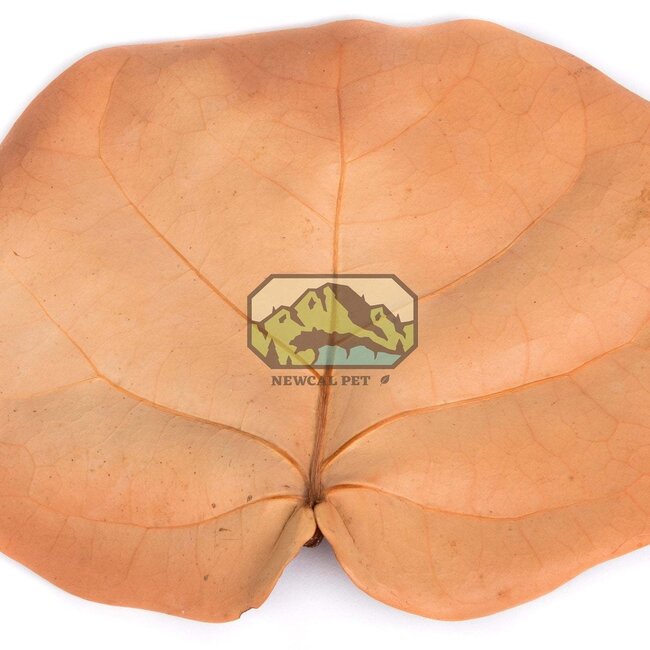 NewCal NewCal Sea Grape Leaves 10 Pack