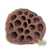 NewCal Lotus Pods 3 Pack