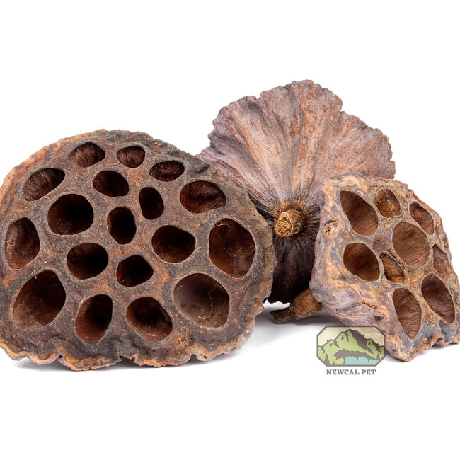 NewCal Lotus Pods 3 Pack