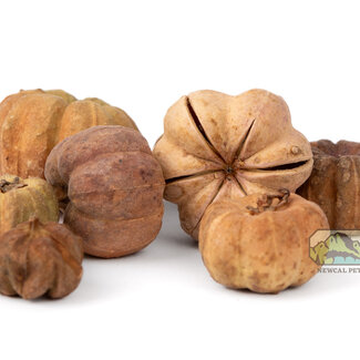 NewCal Pumpkin Pods Mini 1 oz NewCal Pumpkin Pods Mini 1 oz