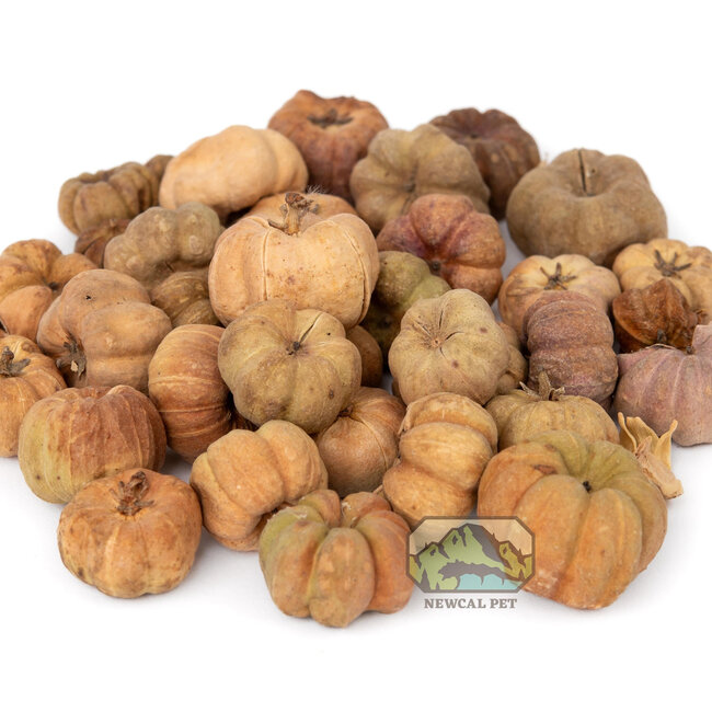 NewCal NewCal Pumpkin Pods Mini 1 oz