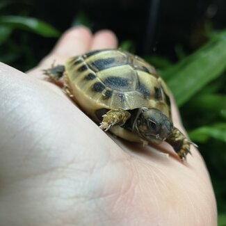 Hermann Tortoise Baby