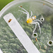 Platythomisus octomaculatus, 8 Spotted Crab Spider
