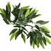 ReptiZoo Plant Hanging Heternanthera zosterifolia (sizes)