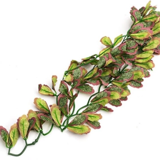 ReptiZoo Hanging Var Marginatum Plant (sizes)