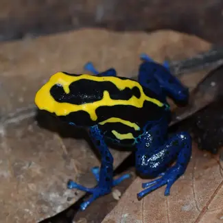 Dendrobates tinctorius Dwarf French Guyana Dart Frog