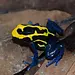 Dendrobates tinctorius Dwarf French Guyana Dart Frog