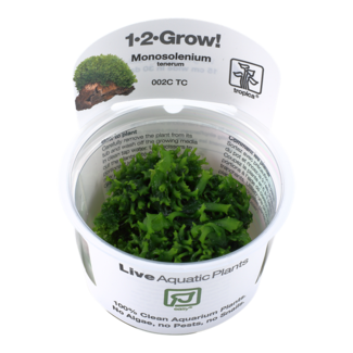 Monosolenium tenerum 1-2-Grow!