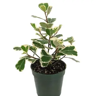 Ficus Triangle Variegated 4"
