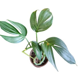 Live Plant Rhaphidophora Dragon's Tail 4"