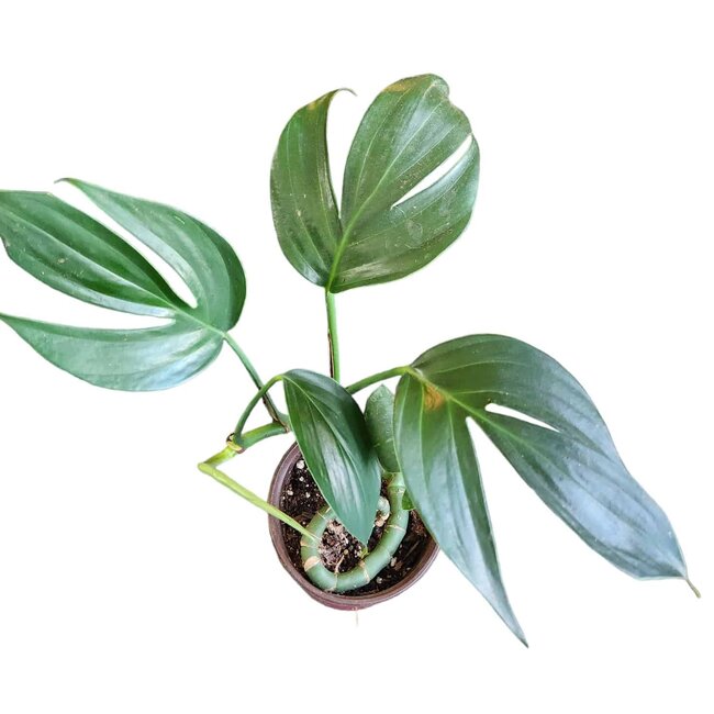 Live Plant Rhaphidophora Dragon's Tail 4"