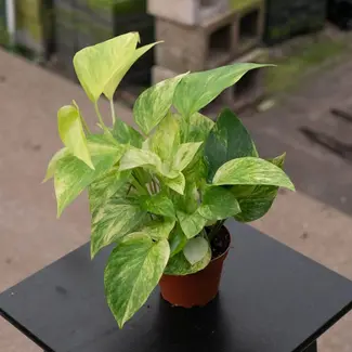 Live Plant Pothos 'Neon Queen' 4"