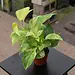 Pothos 'Neon Queen' 4"