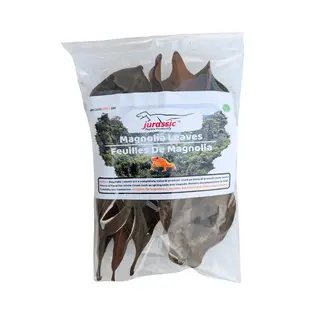 Magnolia Leaves Medium (on stem) - Cello Pack Magnolia Leaves Medium (on stem) - Cello Pack