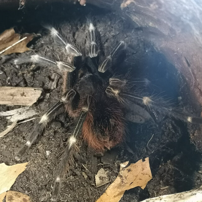 Nhandu chromatus 2" Male, 'Brazilian Striped Red Rump' Tarantula