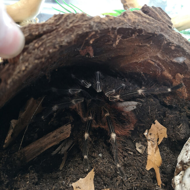 Nhandu chromatus 2" Male, 'Brazilian Striped Red Rump' Tarantula
