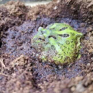 Pacman Green Pacman Frog