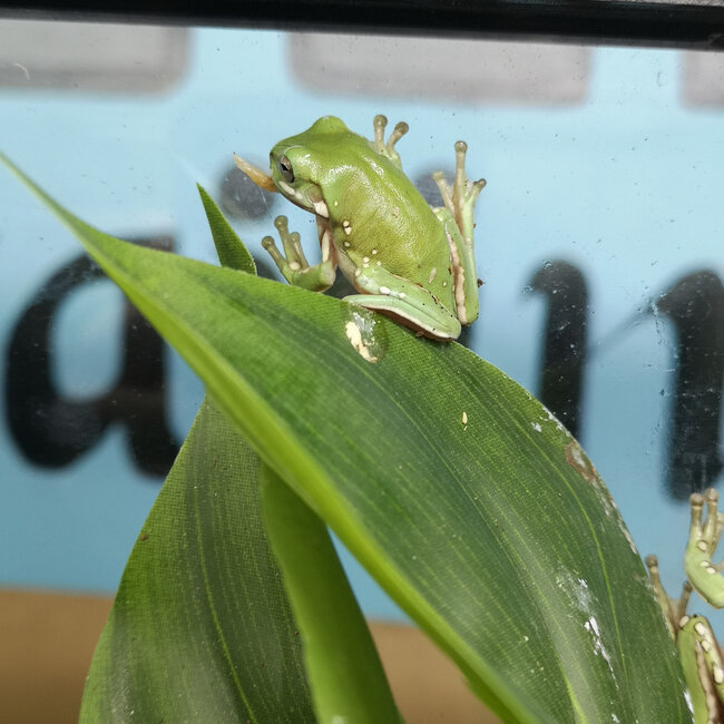 Snowflake White's Tree Frog