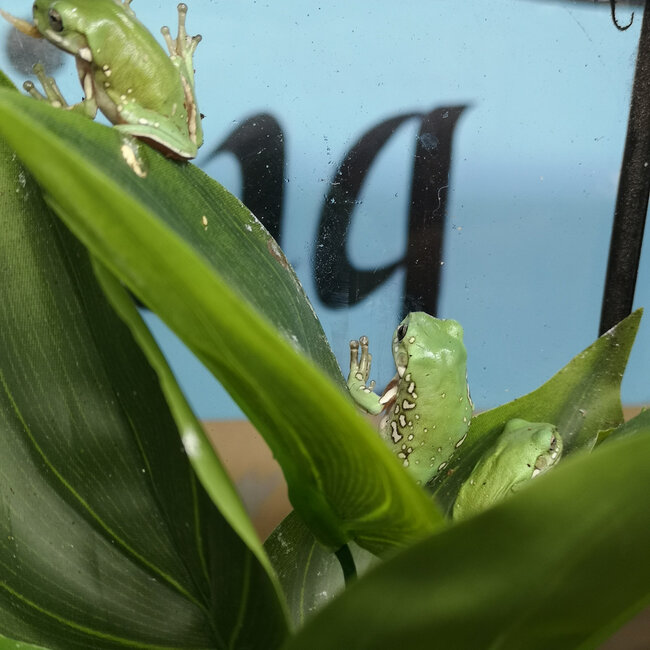 Snowflake White's Tree Frog