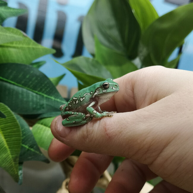 Snowflake White's Tree Frog