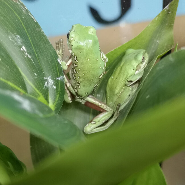 Snowflake White's Tree Frog