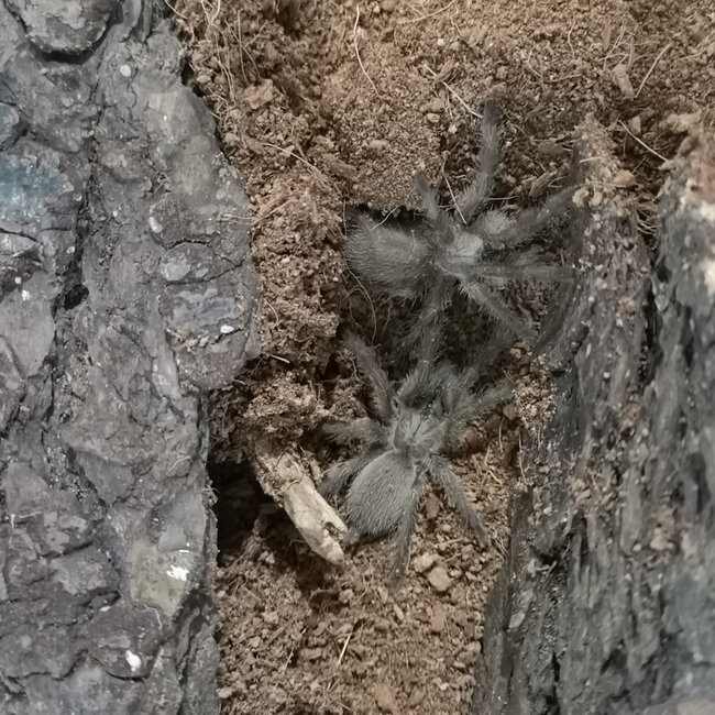 Tarantula Monocentropus balfouri 1.5" - 2"