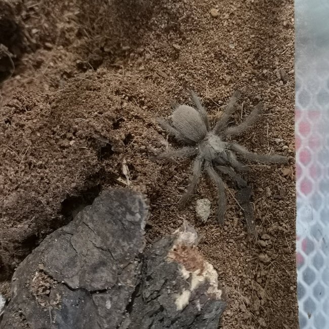 Tarantula Monocentropus balfouri 1.5" - 2"