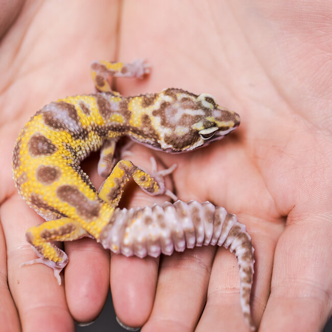 Bold Tremper Cinnamon Jungle Leopard Gecko