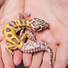 Bold Tremper Cinnamon Jungle Leopard Gecko