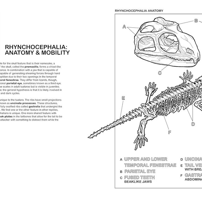 The Reptiles Coloring Book: A Coloring Book