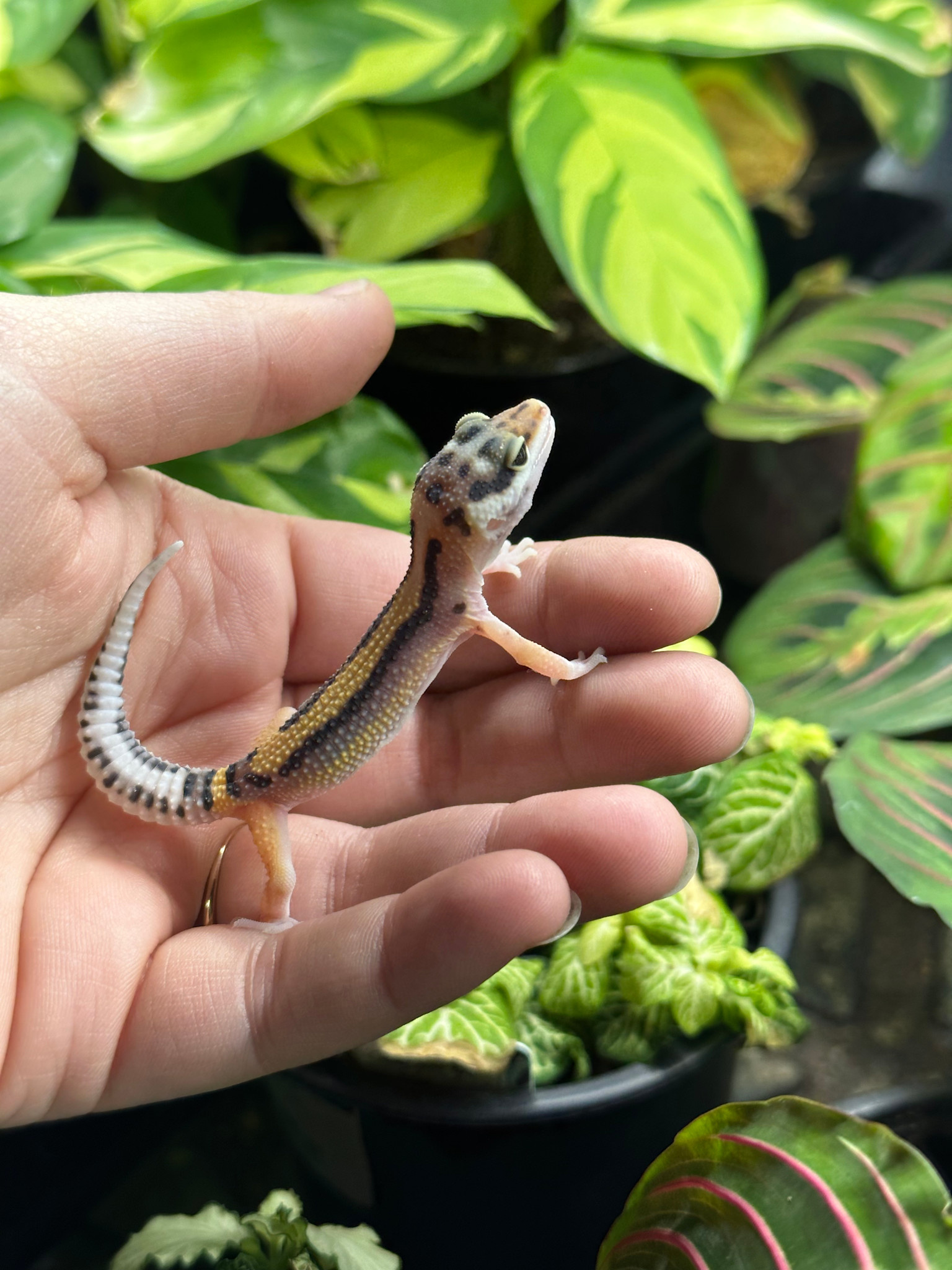 Stripe Leopard Gecko - Roonami