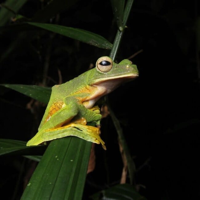 PREORDER Flying Wallace Frog, Rhacophorus nigropalmatus