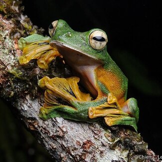 PREORDER Flying Wallace Frog, Rhacophorus nigropalmatus