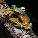 PREORDER Flying Wallace Frog, Rhacophorus nigropalmatus