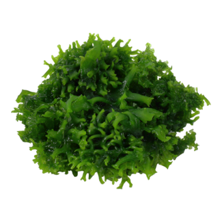 Monosolenium tenerum, Liverwort 1-2-Grow!