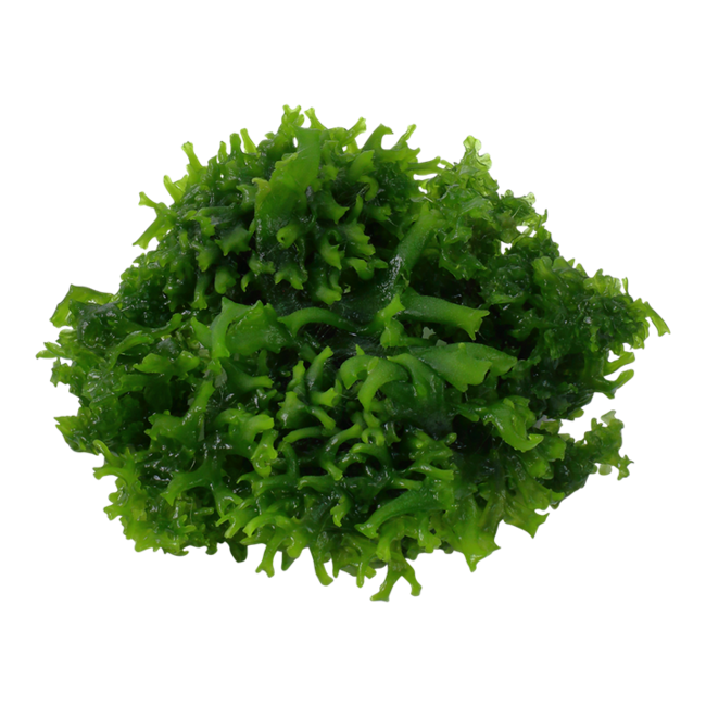 Monosolenium tenerum, Liverwort 1-2-Grow!