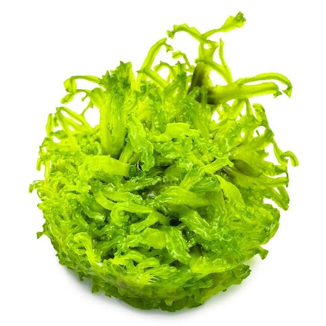 Monosolenium tenerum, Liverwort 1-2-Grow!